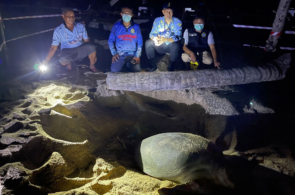Officials observe egg-laying by a green sea turtle on Ao Sane beach in tambon Rawei of Muang district in Phuket on Friday night. (Photo supplied: Achadthaya Chuenniran) Officials observe egg-laying by a green sea turtle on Ao Sane beach in tambon Rawei of Muang district in Phuket on Friday night. (Photo supplied: Achadthaya Chuenniran)